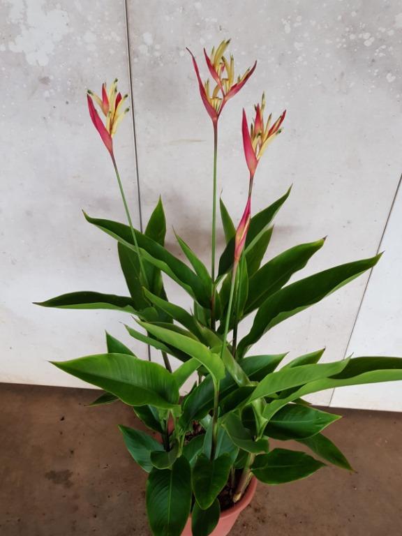 Heliconia Lady Di Gardening Plants On Carousell