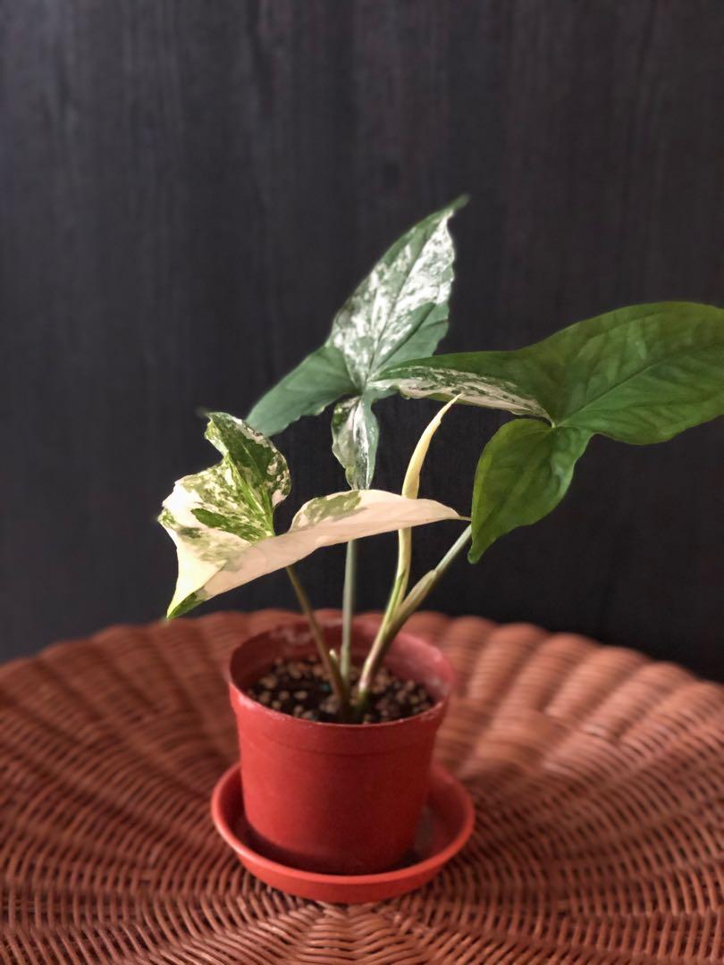My Potted Gallery Syngonium Splashing White Butterfly Variegata Gardening Plants On Carousell It is highly popular due to its tolerance of various environments and physical appearance. my potted gallery syngonium splashing white butterfly variegata