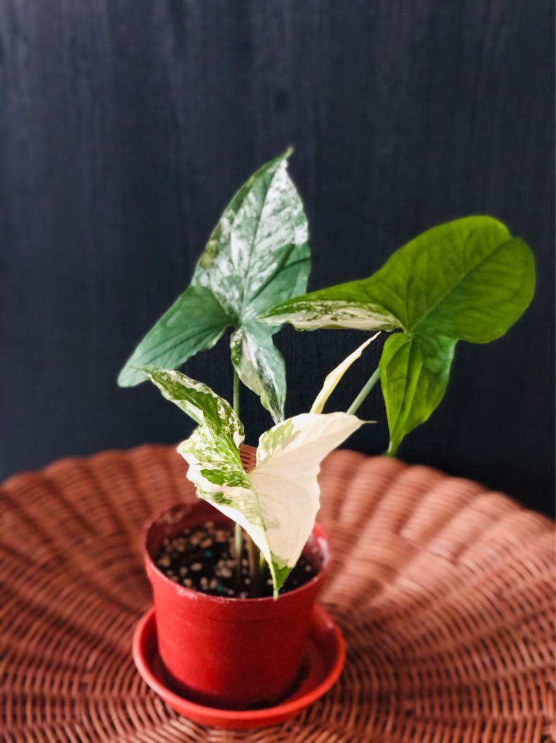 My Potted Gallery Syngonium Splashing White Butterfly Variegata Gardening Plants On Carousell Syngonium hails from brazil, bolivia, and ecuador up to mexico and has become highly popular with indoor plant enthusiasts. my potted gallery syngonium splashing white butterfly variegata