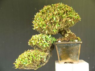 (Category: ) located in . Submitted by pan_bonsai (Listing ID 1011579336, Image 1). Description: .