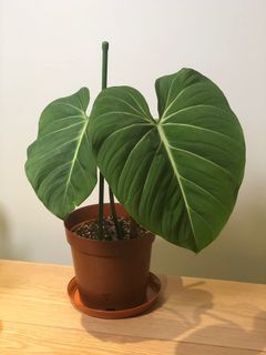 (Category: ) located in . Submitted by plantaddict (Listing ID 1011613967, Image 1). Description: .