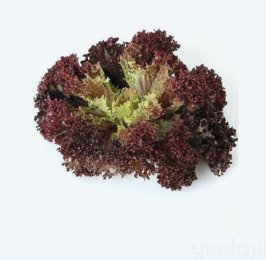 Seeds Lollo Rossa Lettuce Urban Farming Vegetables Garden ...