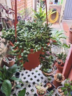 (Category: ) located in . Submitted by liz989 (Listing ID 1011450621, Image 1). Description: .
