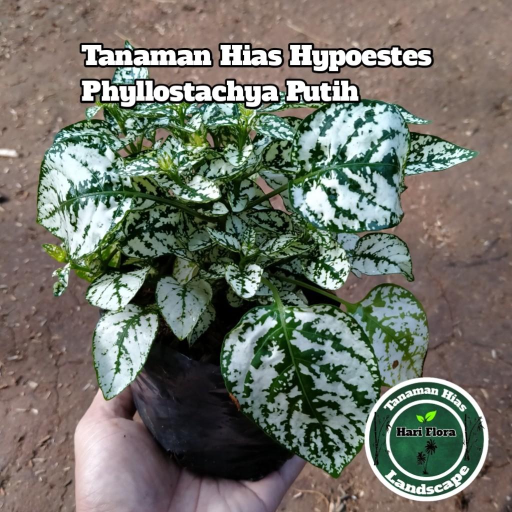 Tanaman Hypoestes Phyllostachya | Tanaman Hipotes Merah ...