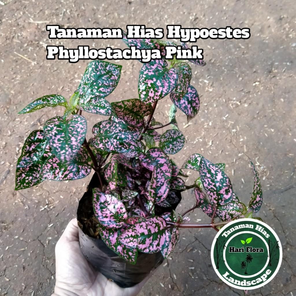 Tanaman Hypoestes Phyllostachya Tanaman Hipotes Merah/Putih/Pink, Perkebunan on