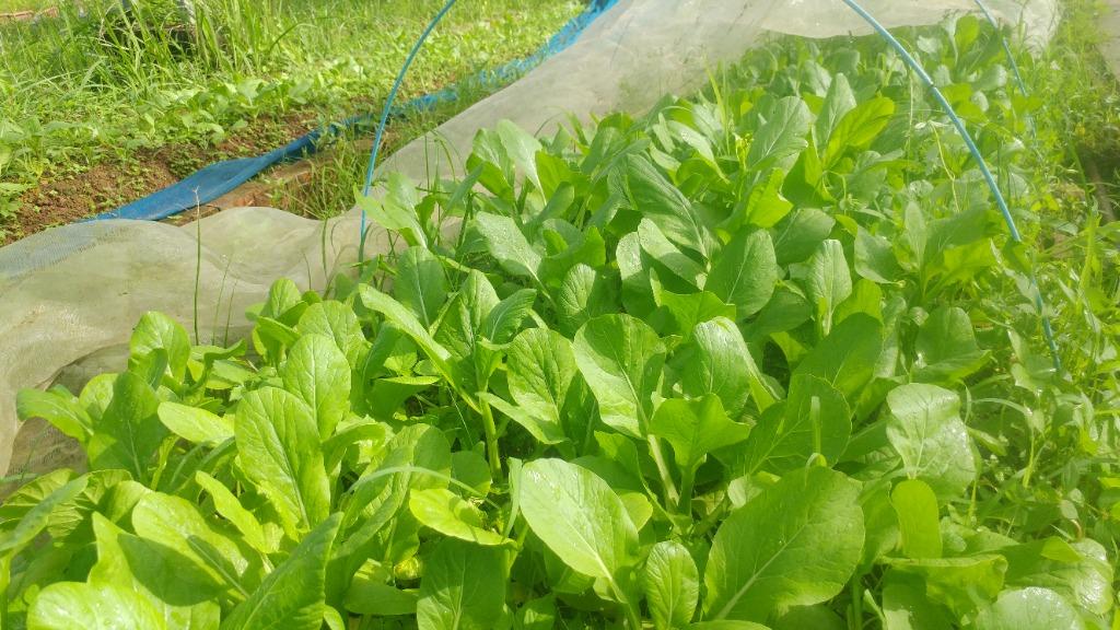 80 Kg Of Soil Free Seeds Covid 19 Special Rate Free Delivery Gardening Plants On Carousell