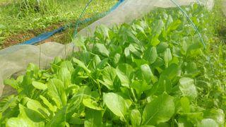 Free Soil Gardening Carousell Singapore