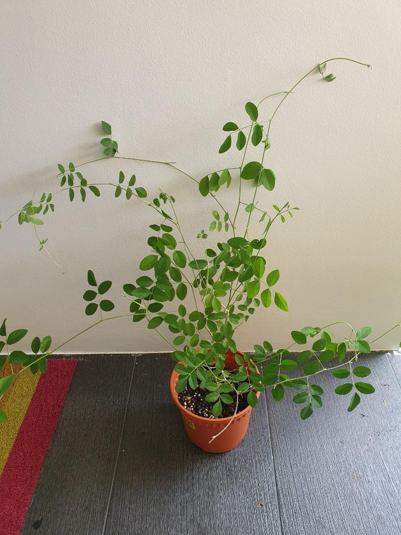 Light Blue Butterfly Pea (Rare color), Furniture & Home Living