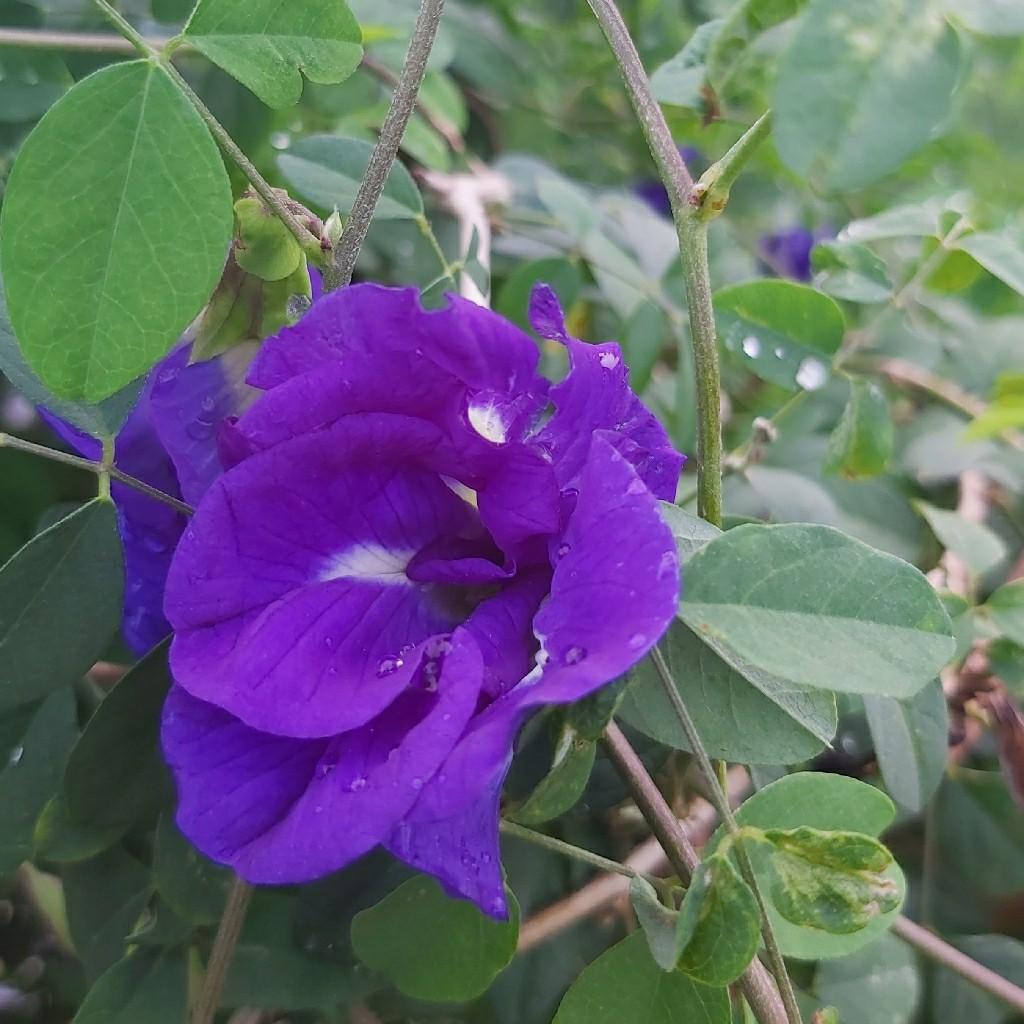 Butterfly Pea Flower Bunga Telang Natural Food Coloring Cook Spice