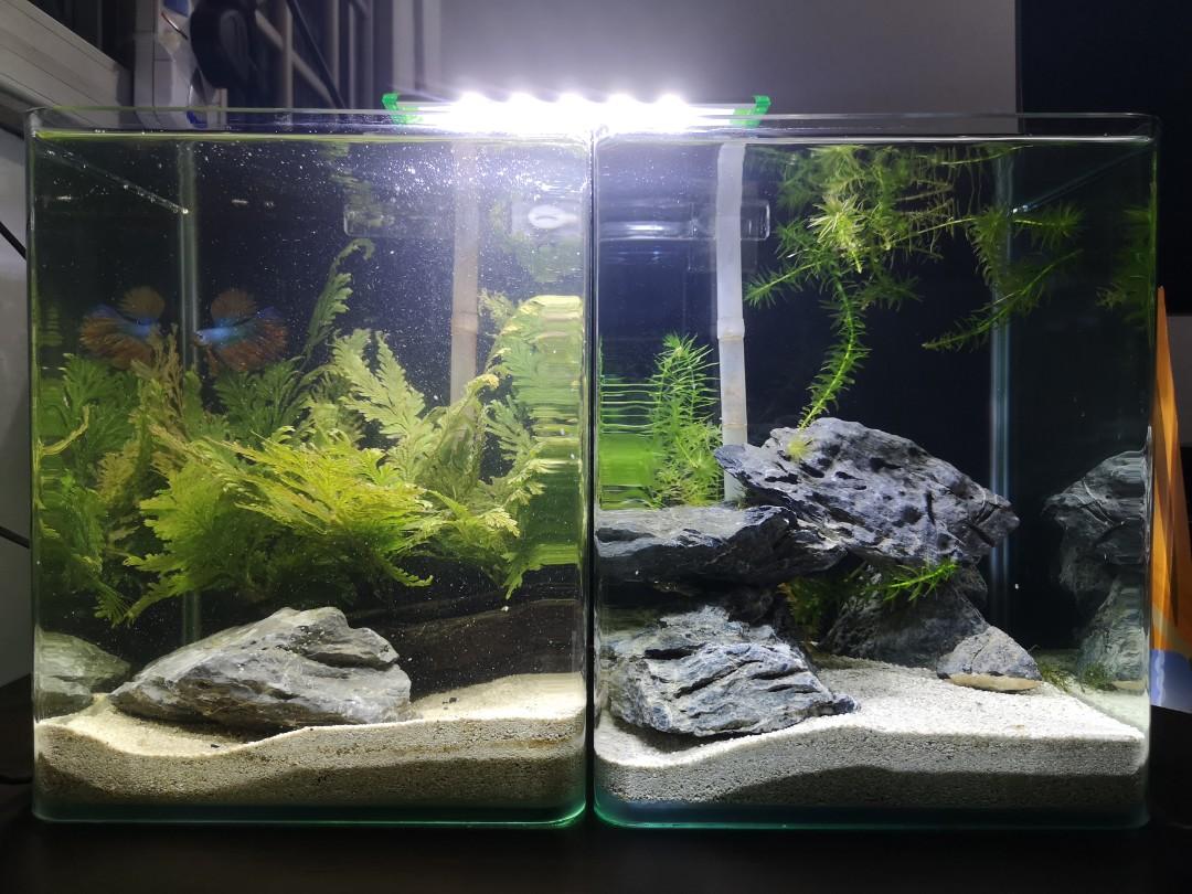fish for 2.5 gallon tank