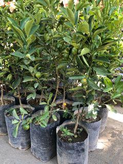 Calamansi Trees Flowers Plants Carousell Philippines