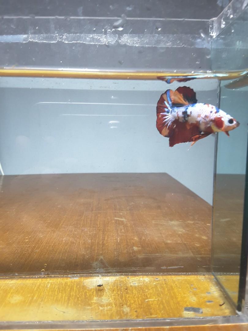 Ikan Cupang Nemo Fancy Perlengkapan Hewan Aksesoris Hewan Di Carousell