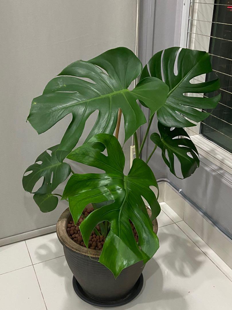 Large Monstera Deliciosa With Ceramic Pot W Leca Balls Hydroton Monstera Deliciosa Monstera Real Plant Pokok Hidup Pokok Hidup Cantik Home Furniture Gardening On Carousell