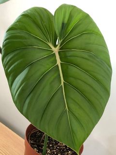 (Category: ) located in . Submitted by plantaddict (Listing ID 1011805642, Image 1). Description: .