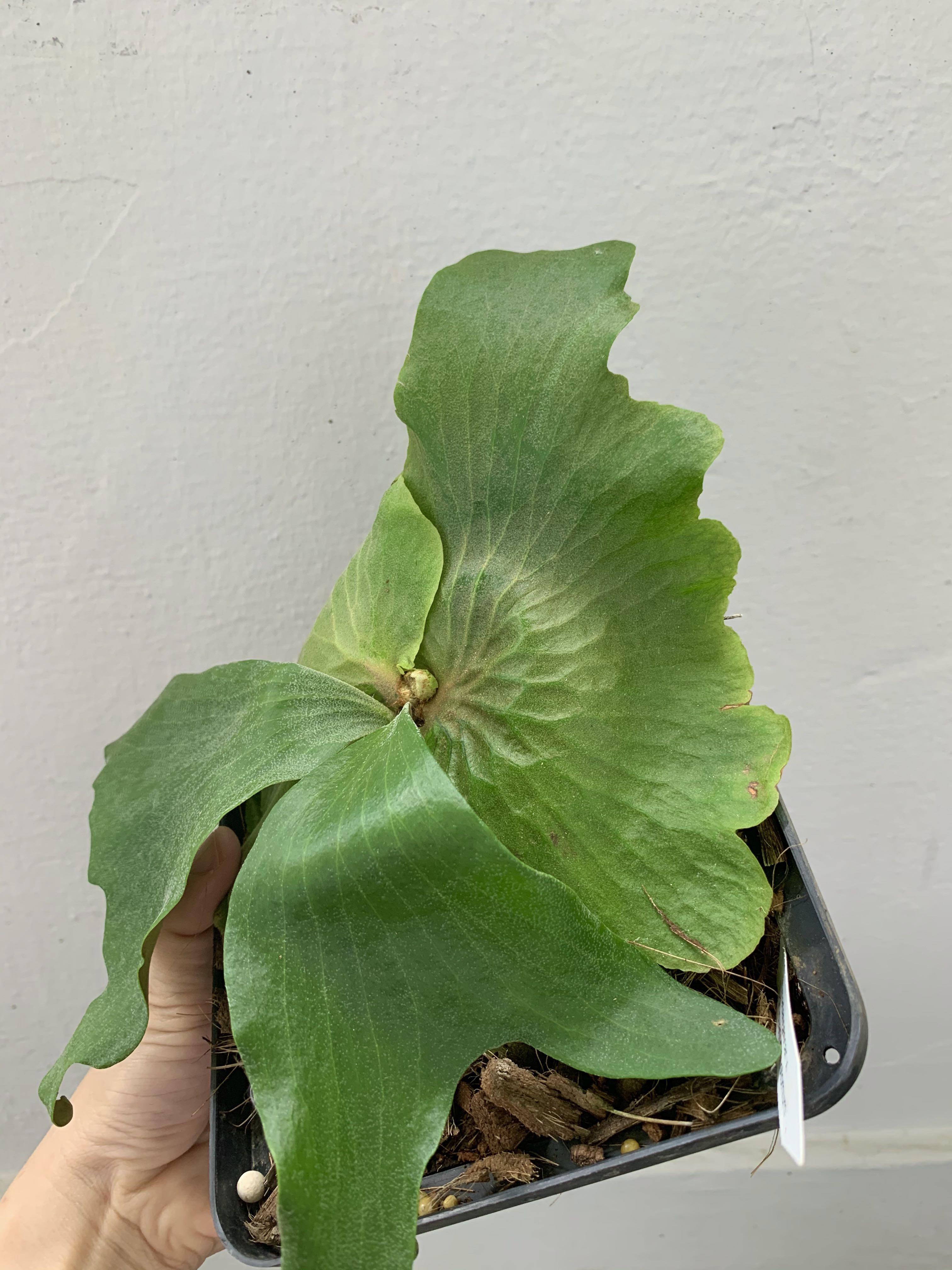 Rare Platycerium Quadridichotomum X Madagascariense Gardening Plants On Carousell Rare Platycerium Quadridichotomum X Madagascariense Gardening Plants On Carousell