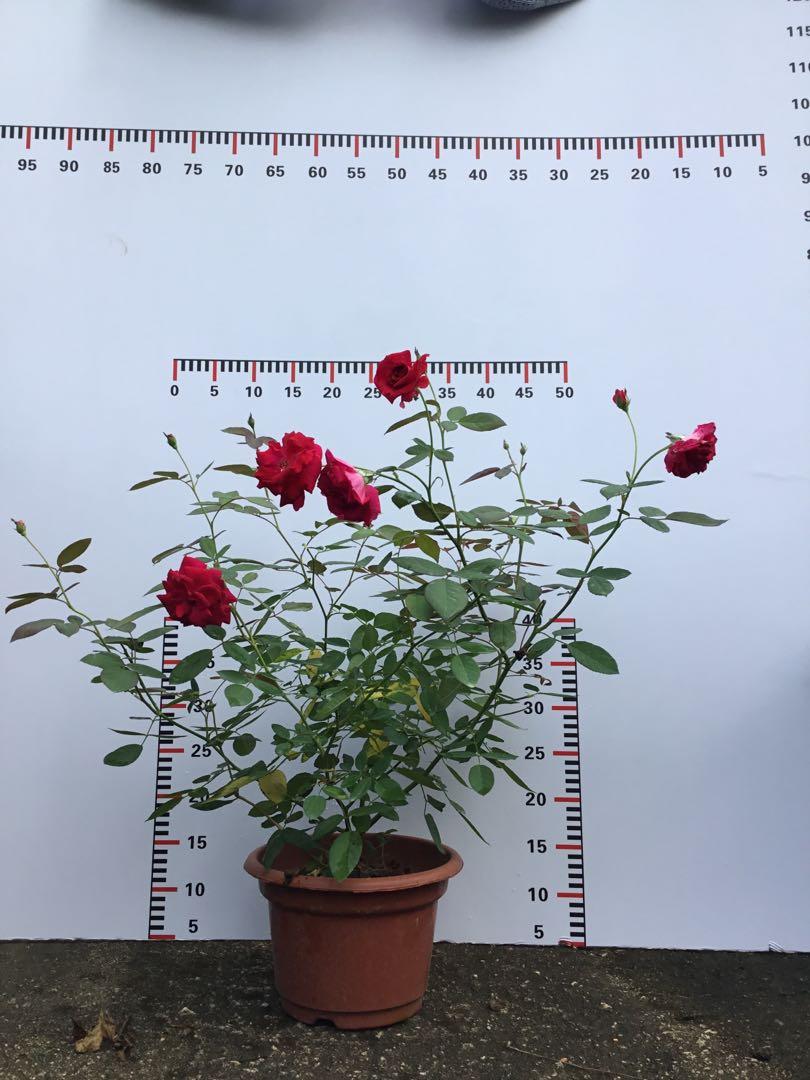 Wallpaper Roses Red Gardening Plants On Carousell For iPhone