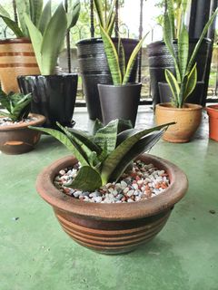 (Category: ) located in . Submitted by ifwatyo (Listing ID 1011738621, Image 1). Description: .
