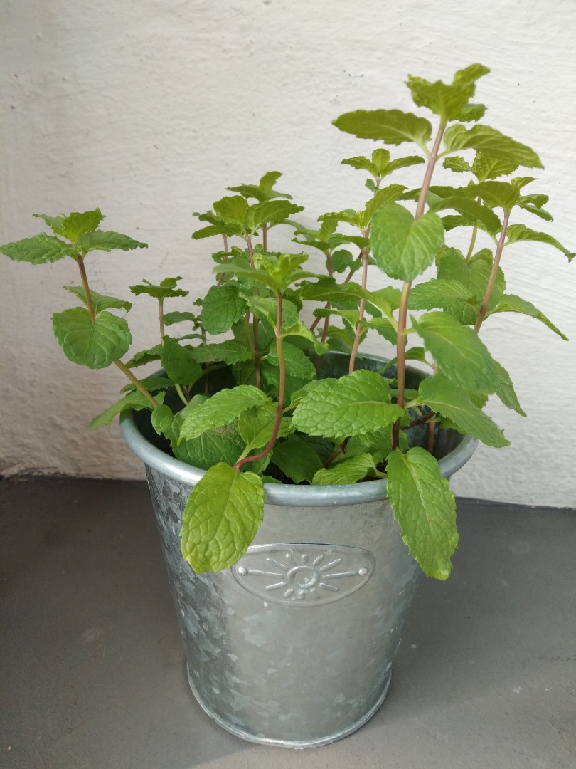 Edible Mints herb plant in nice metal pot, Furniture & Home Living