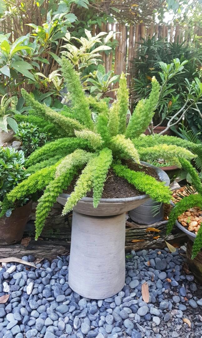 Foxtail Fern M Xl Gardening Flowers Plants On Carousell