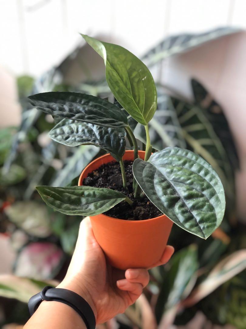 Monstera Peru Katstenianum Gardening Plants On Carousell