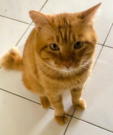 Ozpro Rawfeast Freeze Dried Raw Meat Wet Dry Kibble Premium Cat Kitten Senior Food Treats Snacks Cod Fish Pet Supplies Pet Food On Carousell