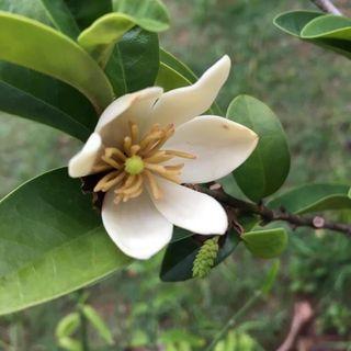 Cempaka kuning pokok Anak Pokok