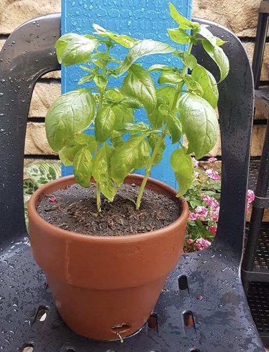 sweet basil in pot, Furniture & Home Living, Gardening, Plants & Seeds