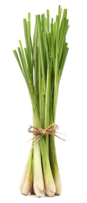 Thai Lemongrass Cymbopogon Flexuosus Herbal Plant Heirloom 380 440 Seeds Gardening Plants On Carousell