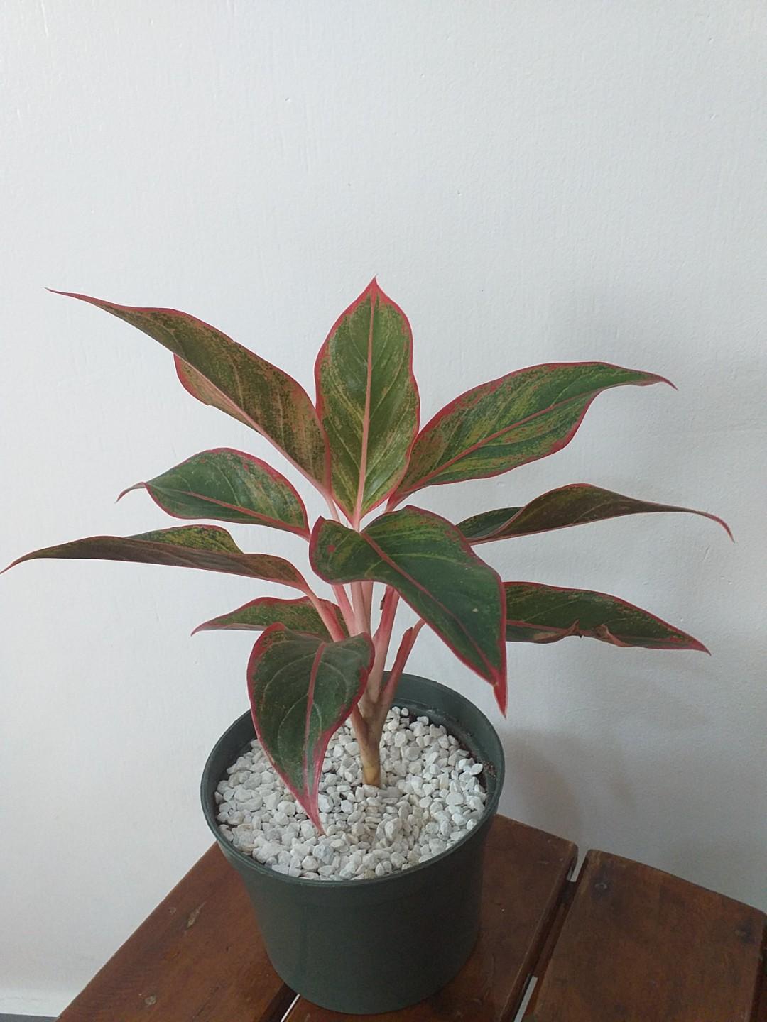 Aglaonema Lipstick Plant Red Siam House Plant Indoor Plant Gardening Flowers Plants On Carousell
