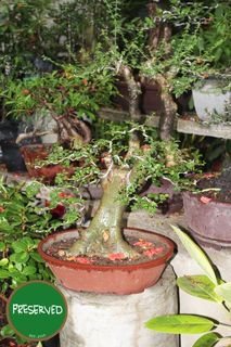 Bonsai Bantigue Gardening Flowers Plants On Carousell