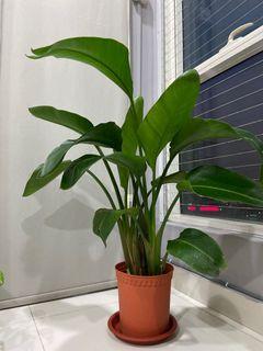 Pokok Pisang Viral Home Decor Carousell Malaysia