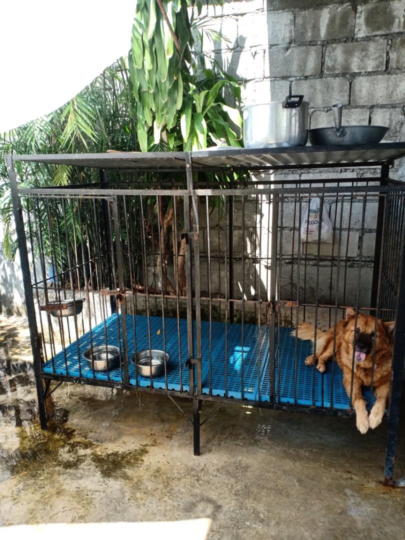 Big dog cage sales design