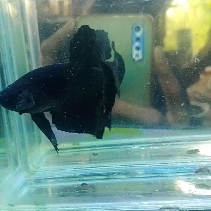 Ikan Cupang Hias Giant Super Black Perlengkapan Hewan Aksesoris Hewan Di Carousell