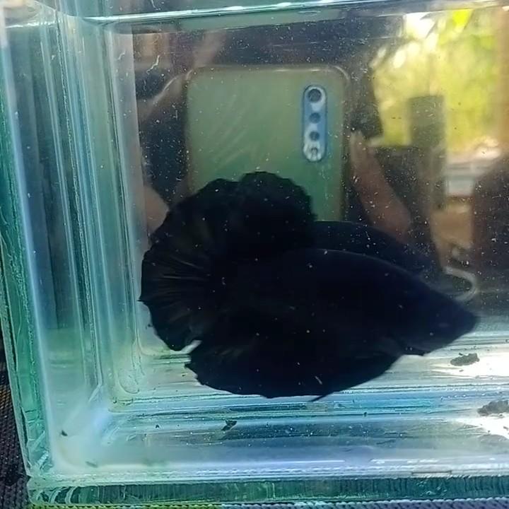 Ikan Cupang Hias Giant Super Black Perlengkapan Hewan Aksesoris Hewan Di Carousell