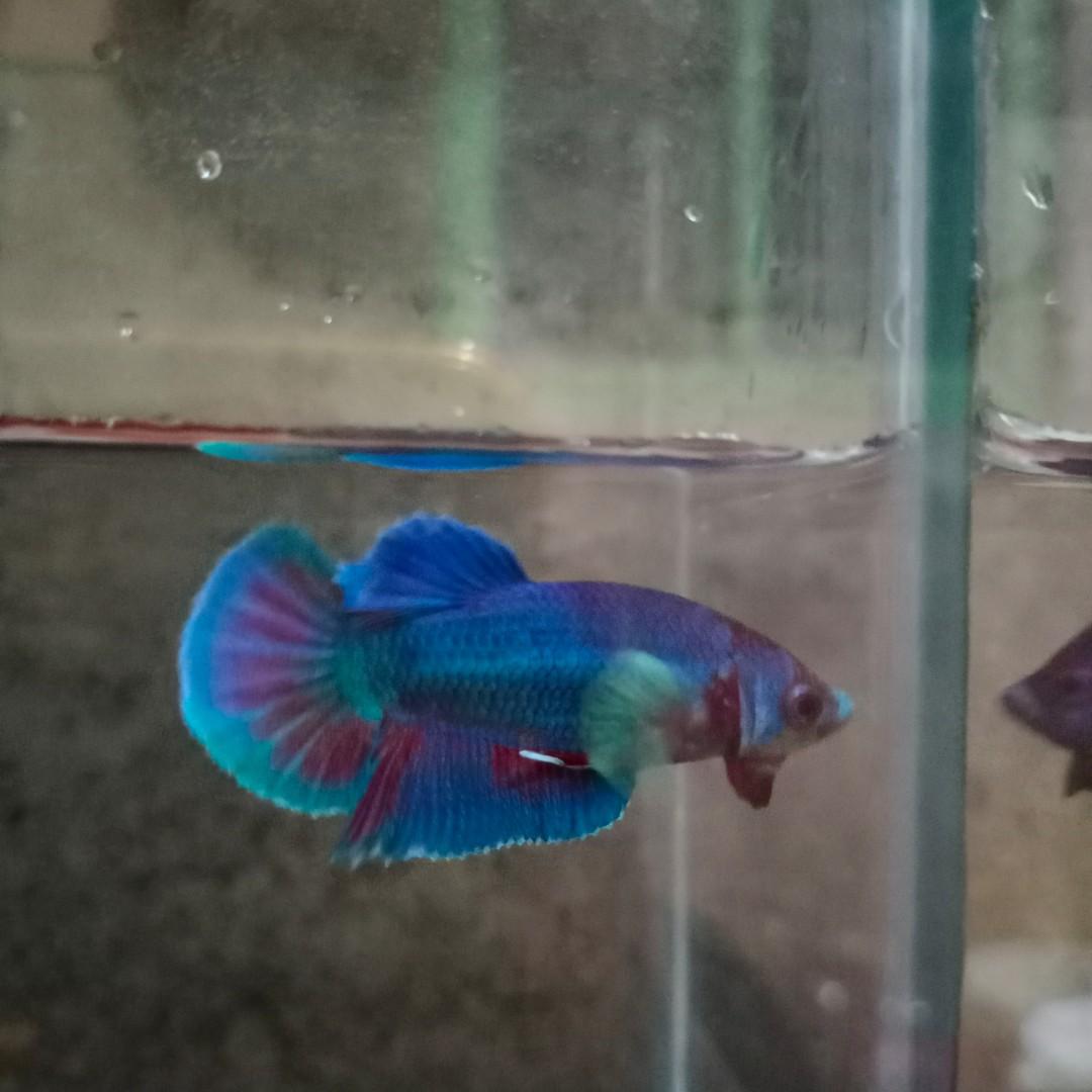 Ikan Cupang Hias Pk Big Ear Perlengkapan Hewan Aksesoris Hewan Di Carousell