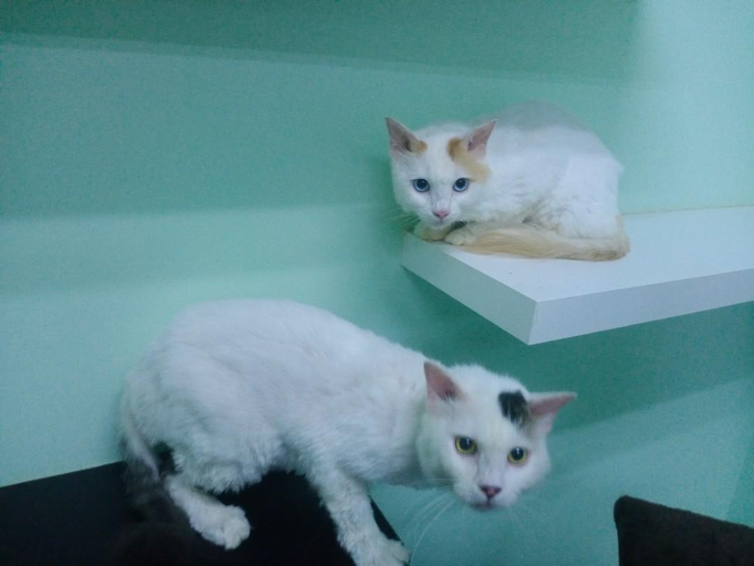 Cats Boarding House And Grooming Licensed Pet Supplies For