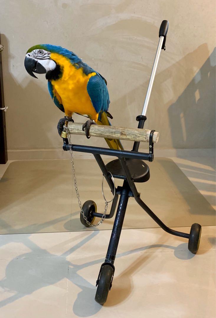 Parrot stroller/Trolley Stand *(bird not included), Pet Supplies, Homes