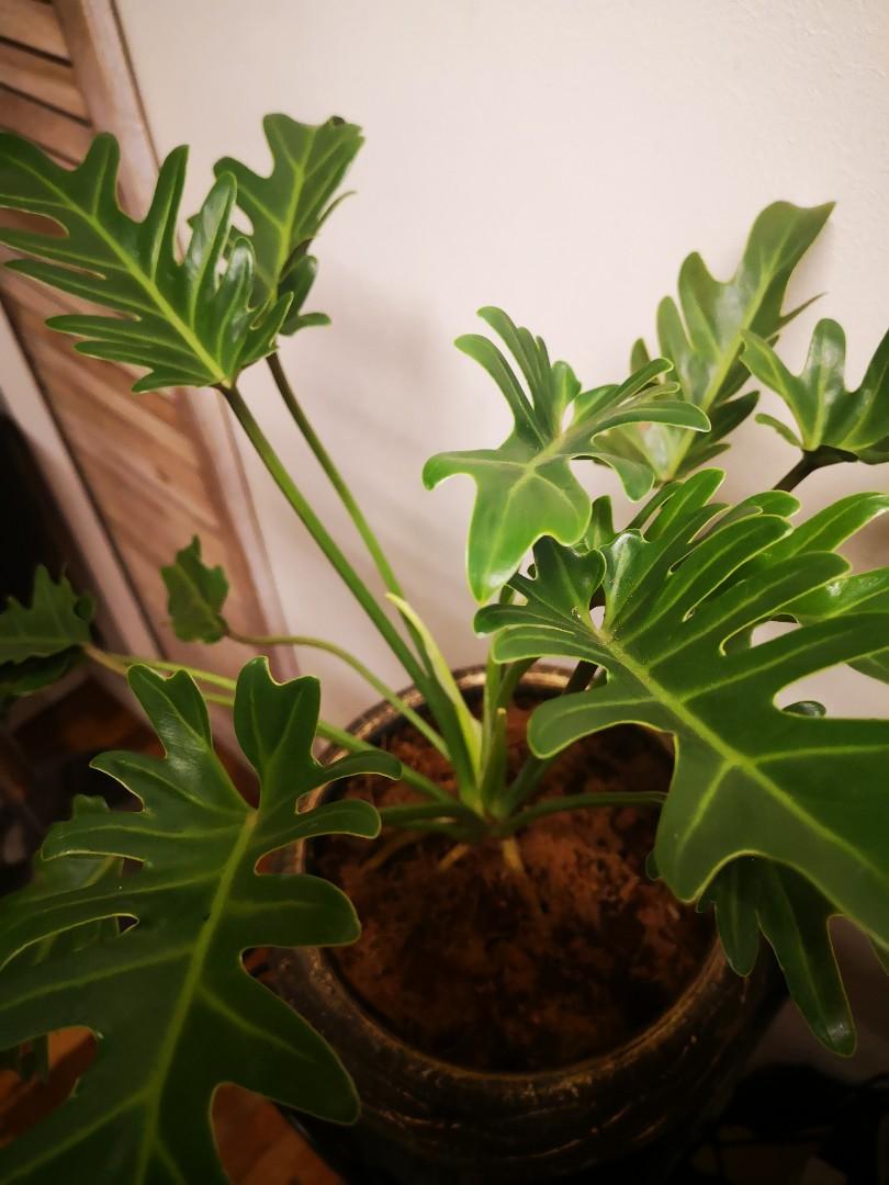 Philodendron Xanadu Gardening Flowers Plants On Carousell