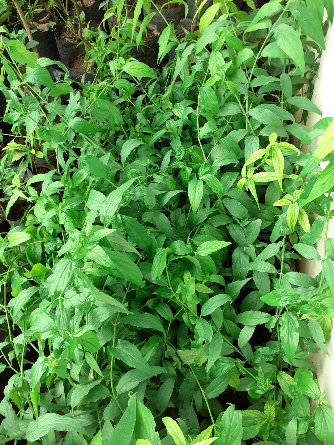 Sabah Snake Grass Gardening Flowers Plants On Carousell