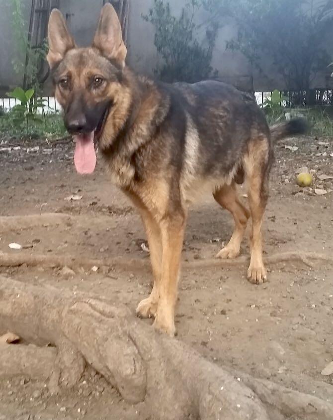 german shepherd stud service