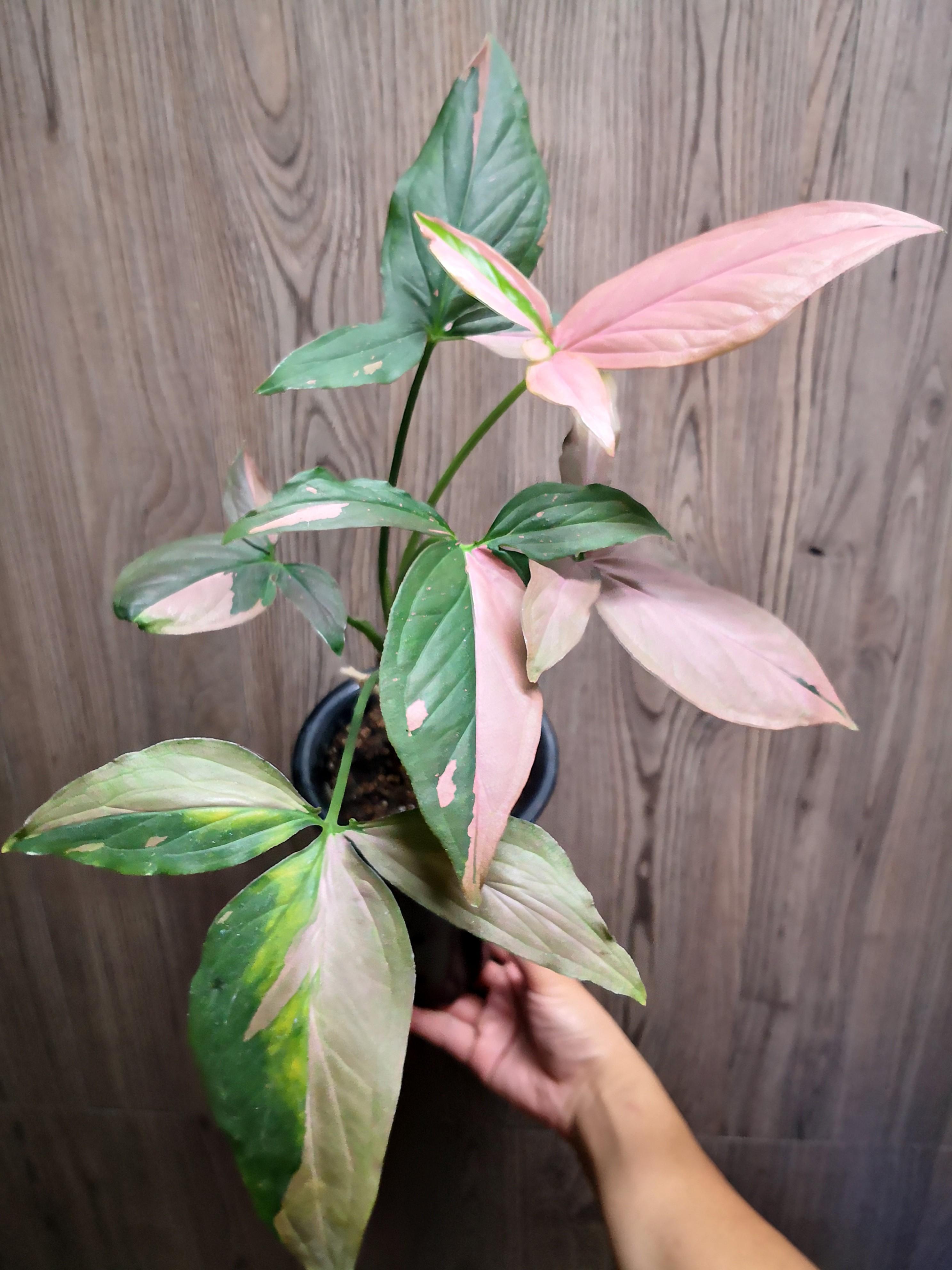 Syngonium "Pink Splash" (L), 傢俬＆家居, Gardening &amp; Plants