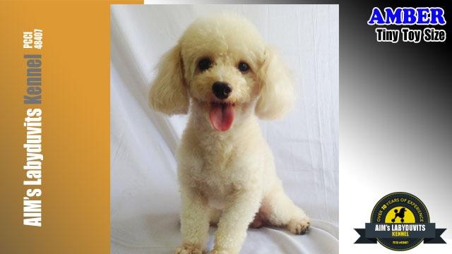 Tiny Toy Poodle Stud Pcci Everything Else Others On Carousell