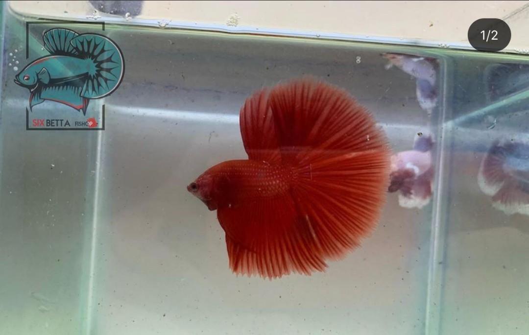 Halfmoon Super Red Serba Serbi Others Di Carousell