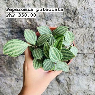 [UPDATED] Indoor plants for sale (peperomia, spider plant, sansevieria, wandering jew plant, aluminum plant)
