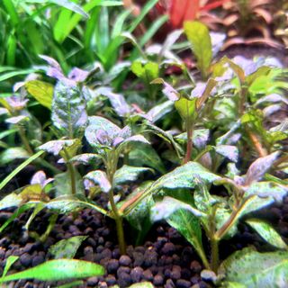 (Category: ) located in . Submitted by farminglious (Listing ID 1017500544, Image 1). Description: .