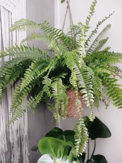 (Category: ) located in . Submitted by dfloralsense (Listing ID 1019639801, Image 1). Description: .