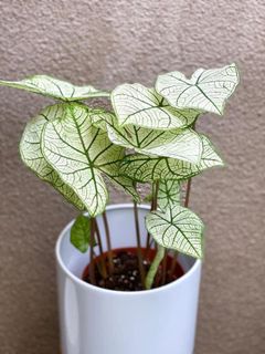 (Category: ) located in . Submitted by plantcollection (Listing ID 1019619985, Image 1). Description: .