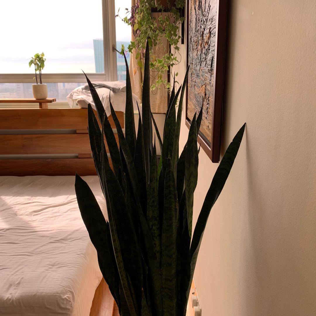 4ft Beautiful green Snake Plant in elegant brown branded ...