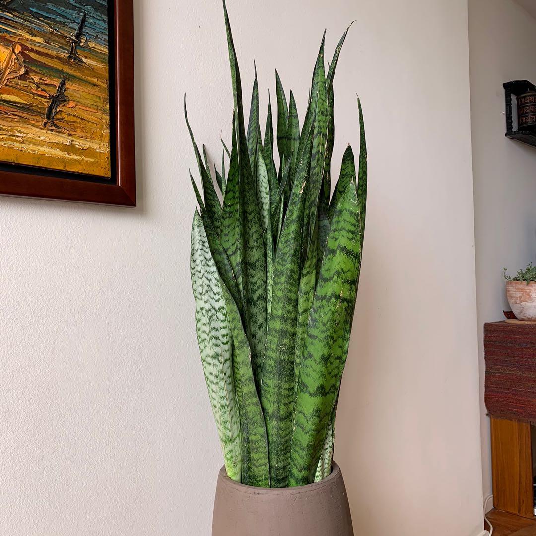 4ft Beautiful green Snake Plant in elegant brown branded
