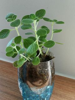(Category: ) located in . Submitted by smallplantsforsale (Listing ID 1019558471, Image 1). Description: .